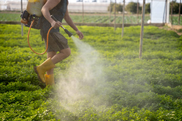 Wasp Removal Services in Mineville, NY